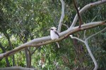 kookaburra, St Peters Cemetery Cooks River